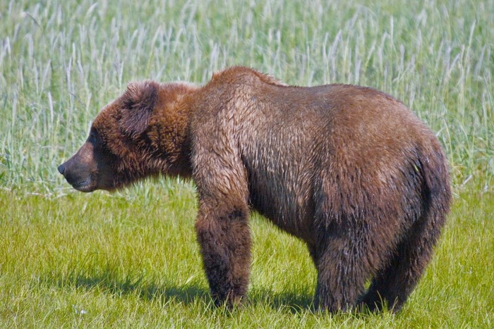 Gấu xám hoang dã Bắc Mỹ trong Khu bảo tồn - công viên quốc gia Katmai/Katmai National Park & Preserve